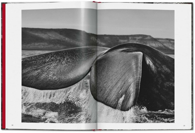 Genesis Sebastiao Salgado