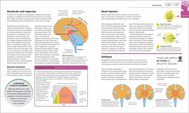 How The Brain Works