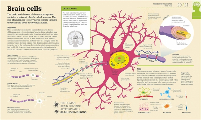 How The Brain Works