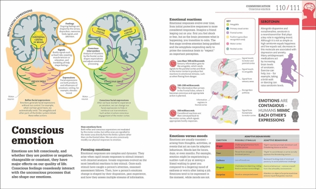 How The Brain Works