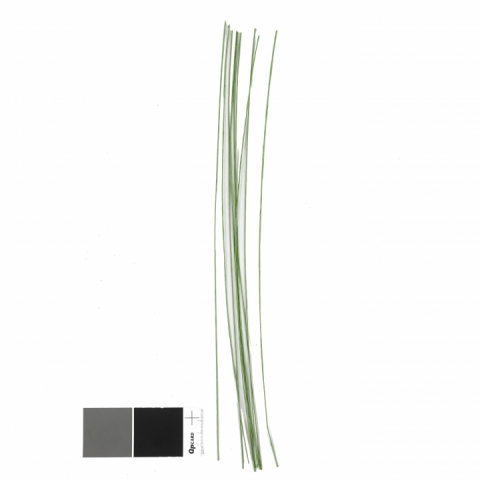 Tulpini florale sarma, verde 610350